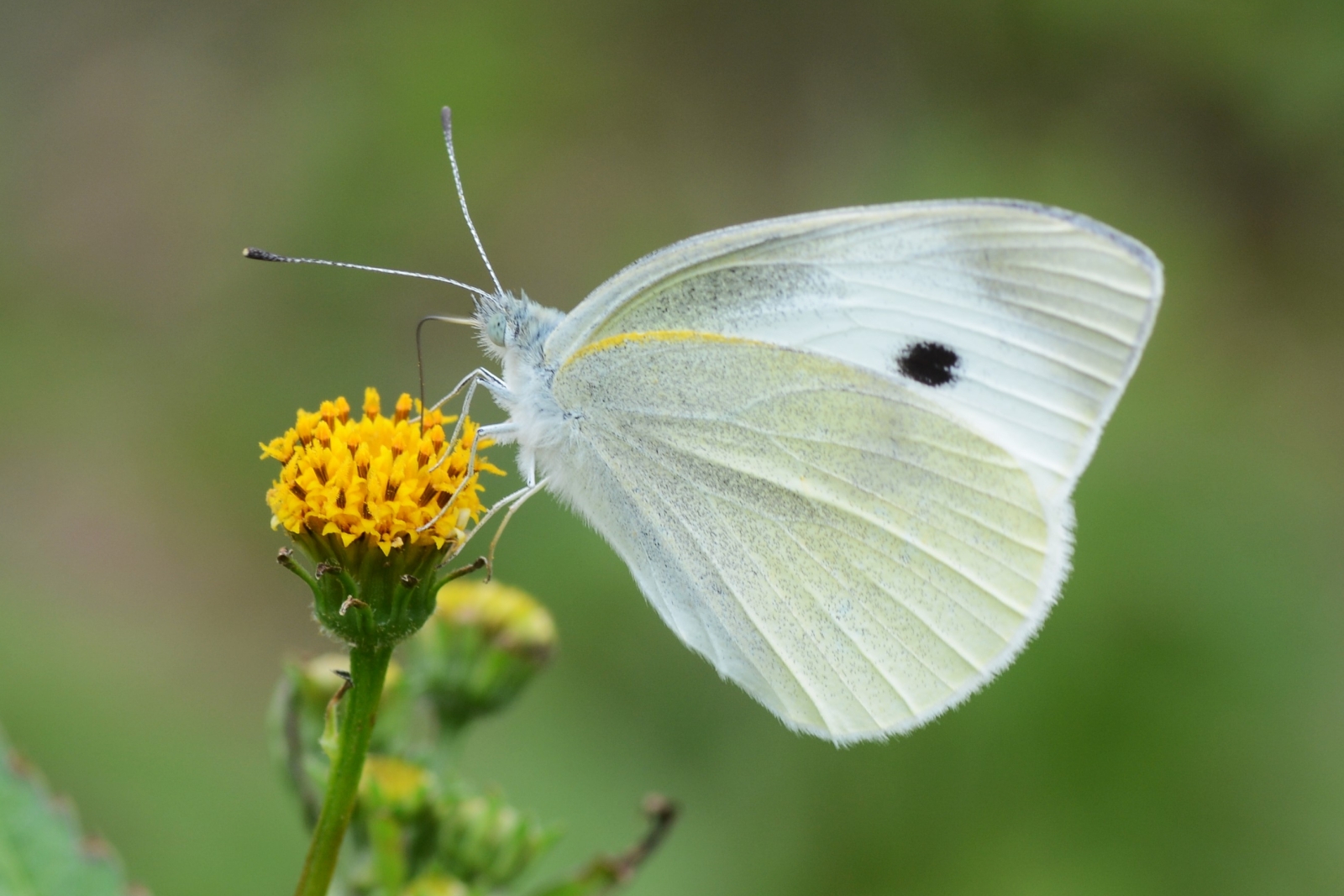 Cabbage White Butterfly on a dandelion